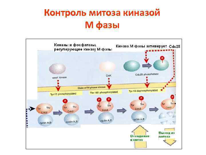 Контроль митоза киназой М фазы 