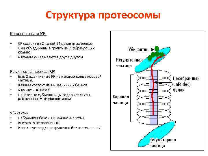 Структура протеосомы Коровая частица (CP) • • • СР состоит из 2 копий 14