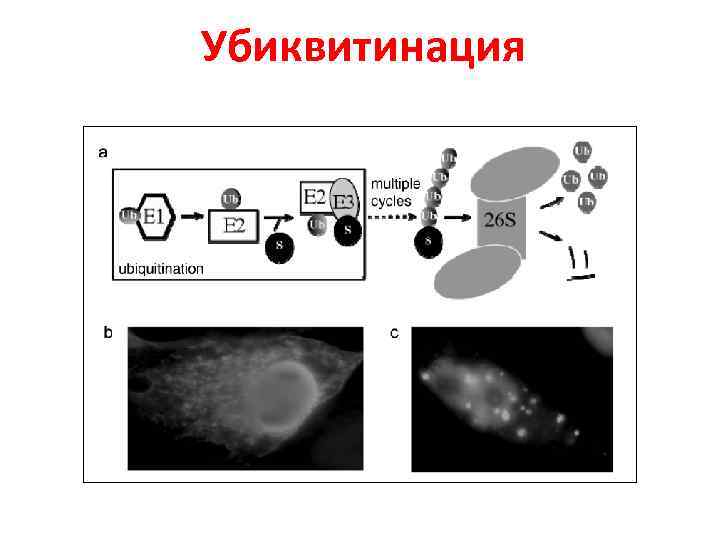 Убиквитинация 