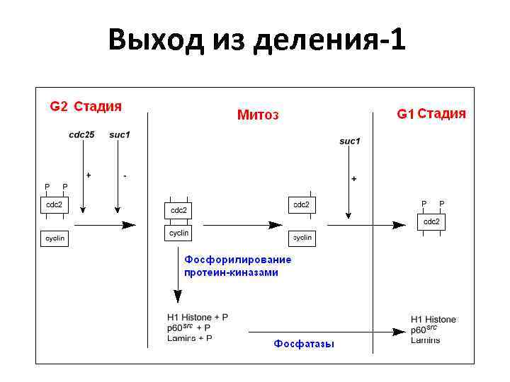 Выход из деления-1 
