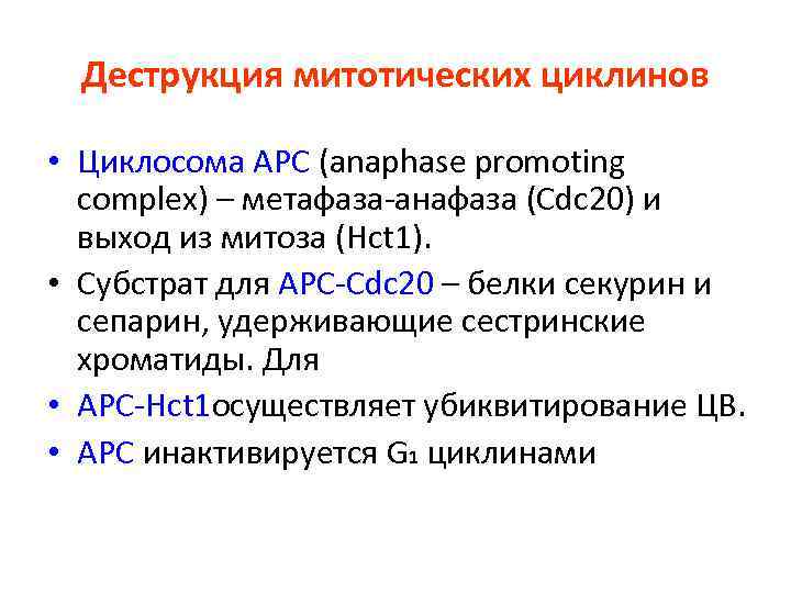 Деструкция митотических циклинов • Циклосома АРС (anaphase promoting complex) – метафаза-анафаза (Cdc 20) и