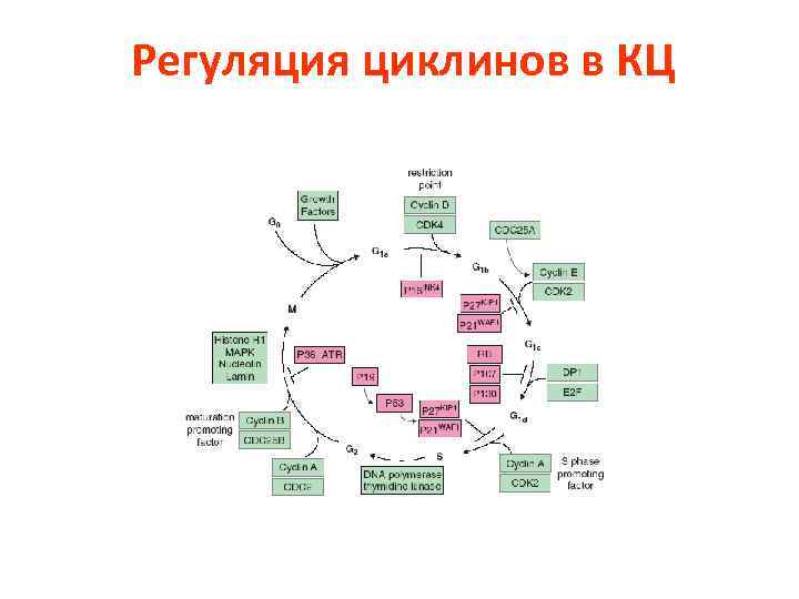 Регуляция циклинов в КЦ 