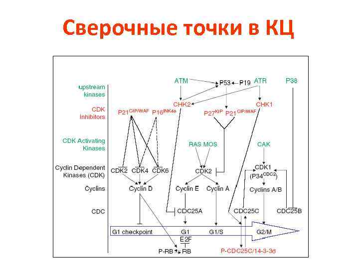 Сверочные точки в КЦ 