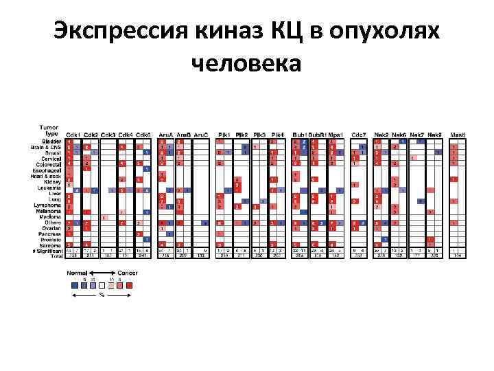 Экспрессия киназ КЦ в опухолях человека 