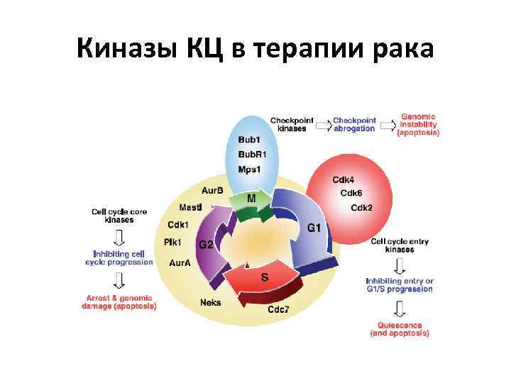 Киназы КЦ в терапии рака 