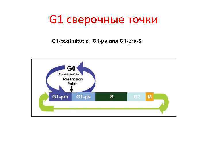 G 1 сверочные точки G 1 -postmitotic, G 1 -ps для G 1 -pre-S
