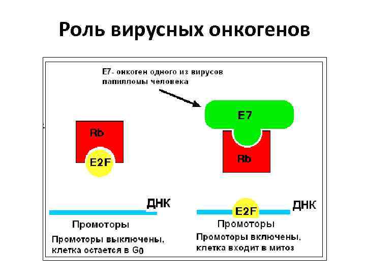 Роль вирусных онкогенов 
