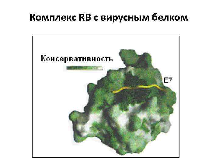 Комплекс RB с вирусным белком 