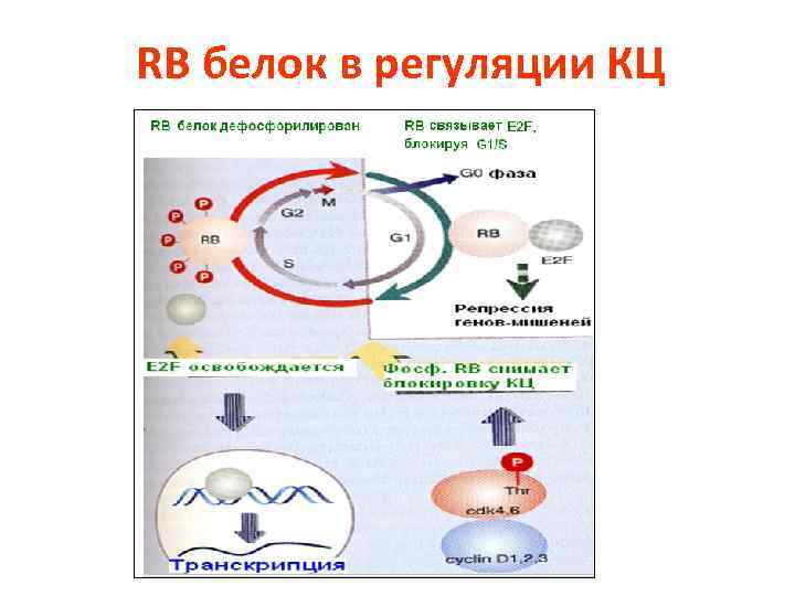 RB белок в регуляции КЦ 