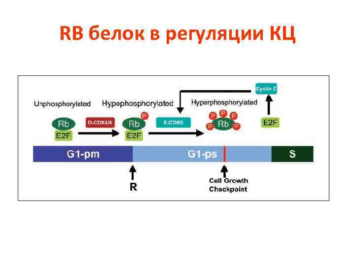RB белок в регуляции КЦ 