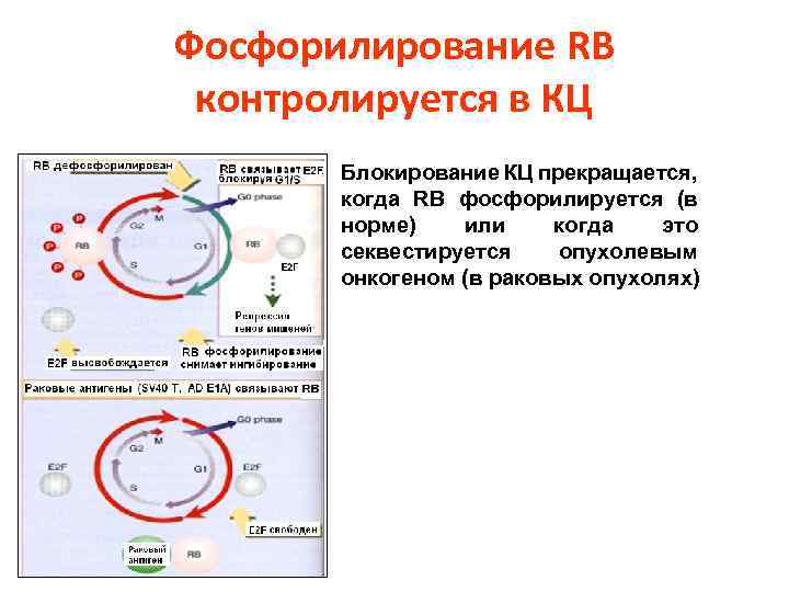 Фосфорилирование RB контролируется в КЦ Блокирование КЦ прекращается, когда RB фосфорилируется (в норме) или