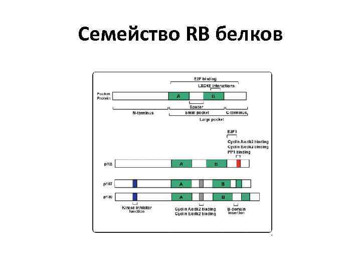 Семейство RB белков 