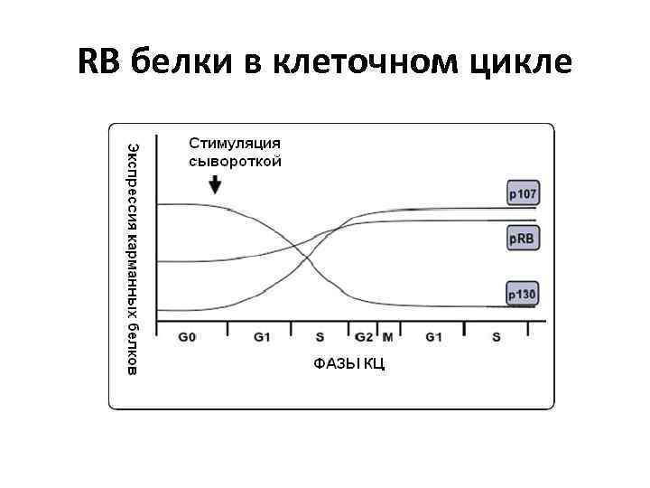 RB белки в клеточном цикле 