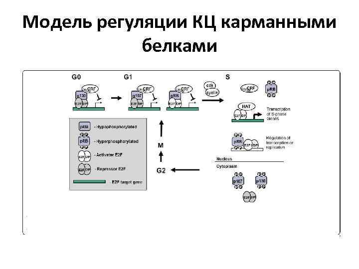 Модель регуляции КЦ карманными белками 