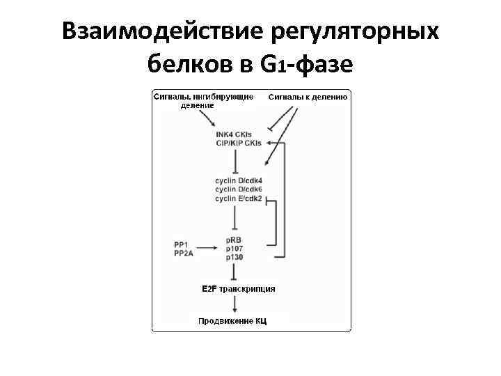 Взаимодействие регуляторных белков в G 1 -фазе 