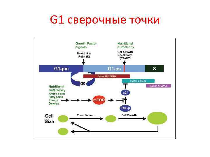 G 1 сверочные точки 