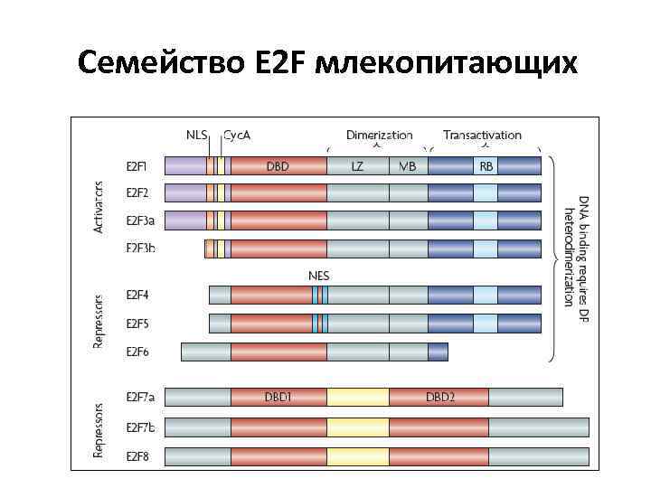 Семейство E 2 F млекопитающих 