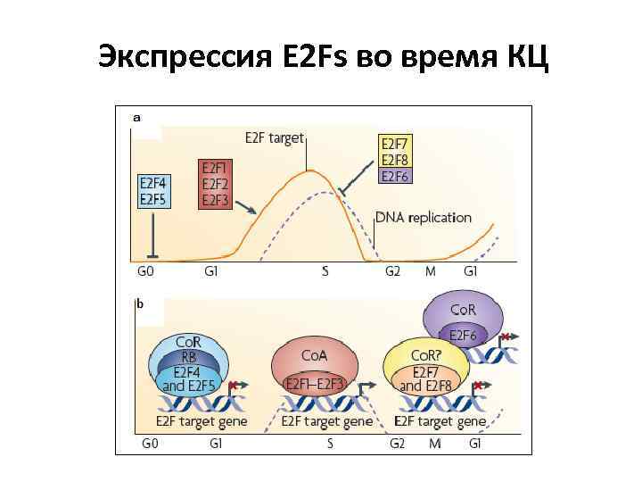 Экспрессия E 2 Fs во время КЦ 