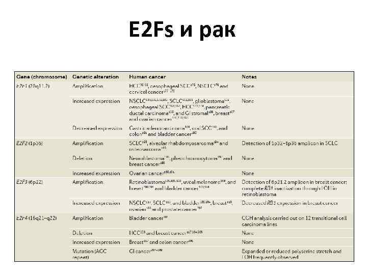E 2 Fs и рак 