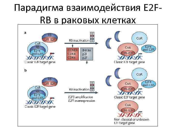 Парадигма взаимодействия E 2 FRB в раковых клетках 