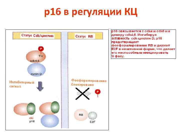 p 16 в регуляции КЦ 