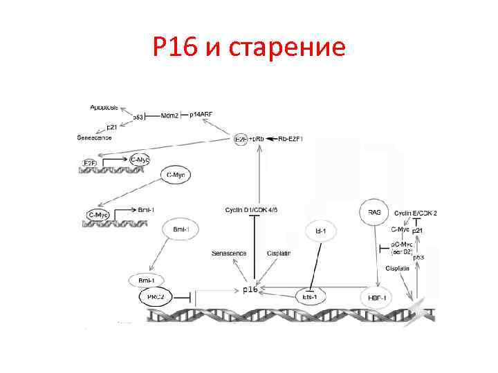 Р 16 и старение 