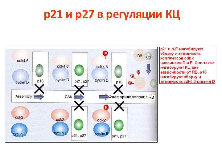 p 21 и p 27 в регуляции КЦ 