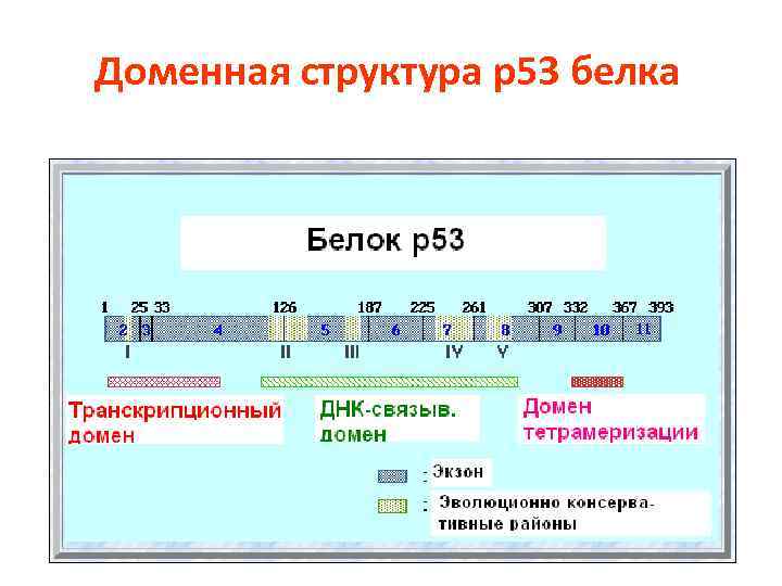 Доменная структура р53 белка 