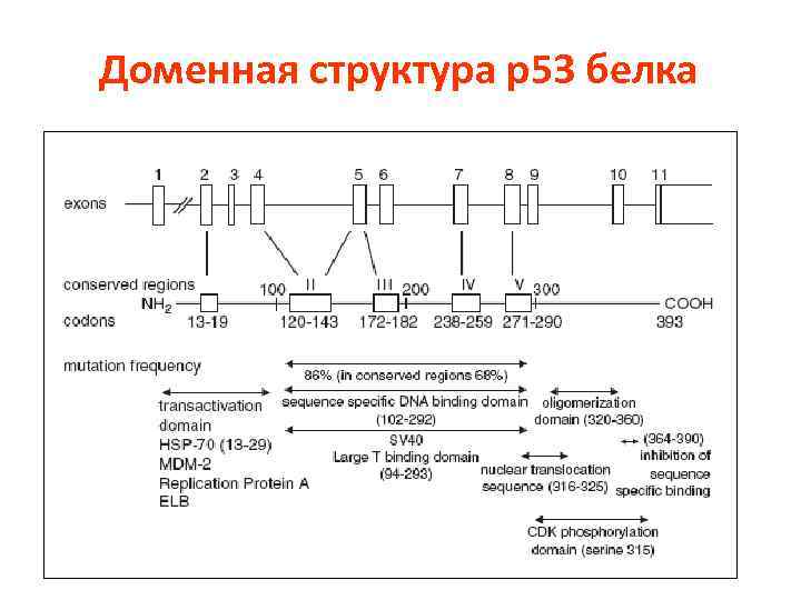 Доменная структура р53 белка 