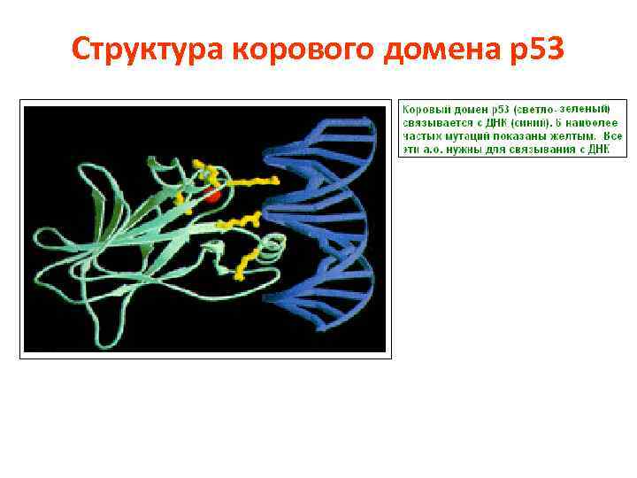 Структура корового домена р53 