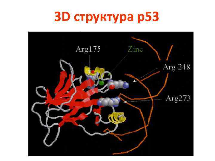 3 D структура p 53 