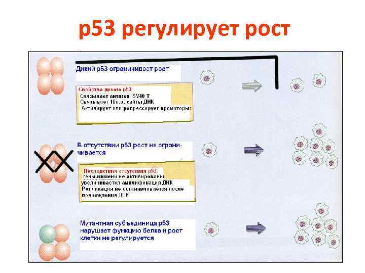 р53 регулирует рост 