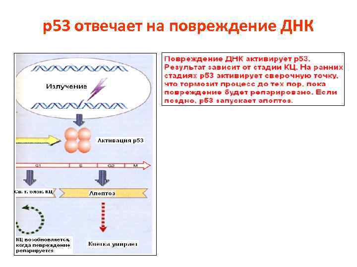 р53 отвечает на повреждение ДНК 