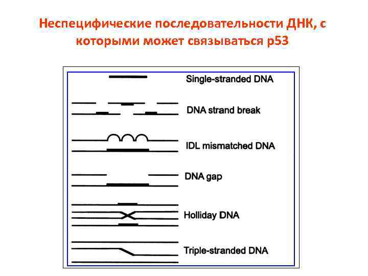 Неспецифические последовательности ДНК, с которыми может связываться р53 
