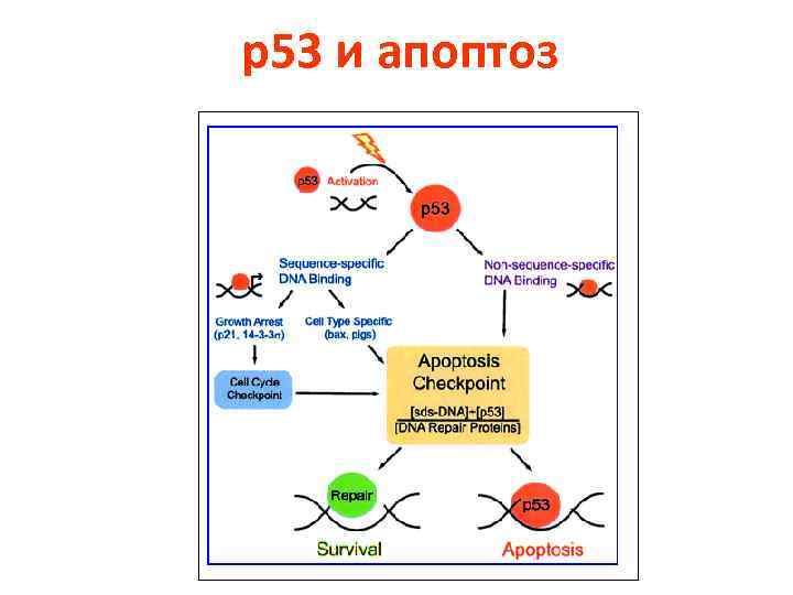 р53 и апоптоз 