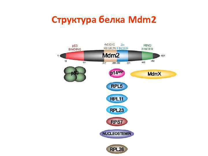 Структура белка Mdm 2 