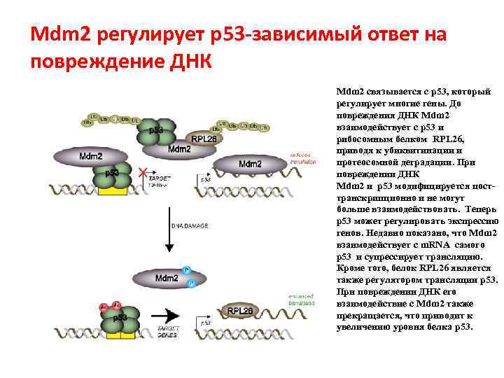 Mdm 2 регулирует p 53 -зависимый ответ на повреждение ДНК Mdm 2 связывается с