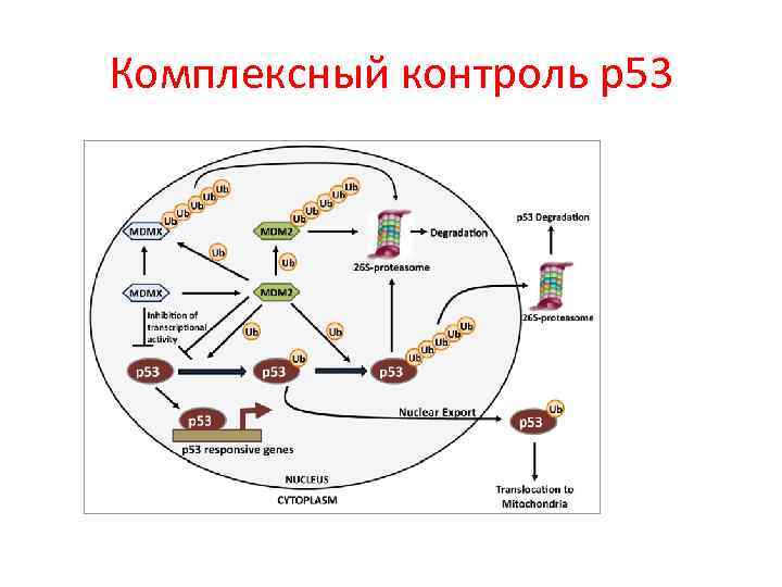 Комплексный контроль р53 