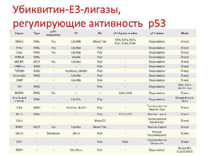 Убиквитин-E 3 -лигазы, регулирующие активность p 53 