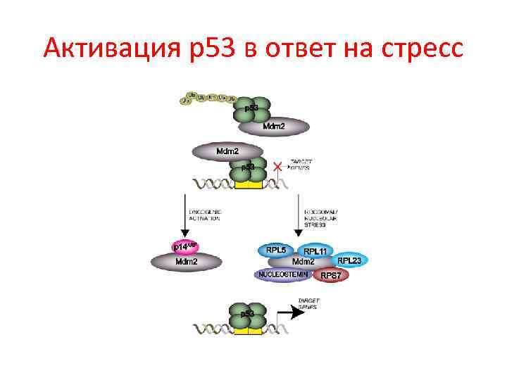 Активация р53 в ответ на стресс 
