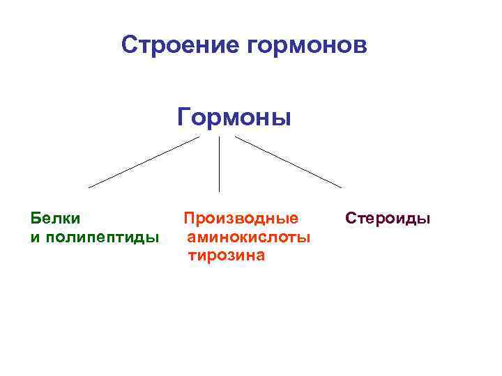 Строение гормонов Гормоны Белки и полипептиды Производные аминокислоты тирозина Стероиды 