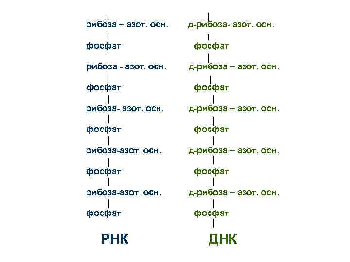 рибоза – азот. осн. фосфат рибоза - азот. осн. фосфат рибоза-азот. осн. фосфат РНК