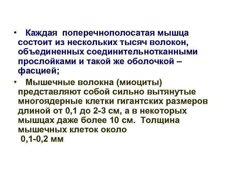  • Каждая поперечнополосатая мышца состоит из нескольких тысяч волокон, объединенных соединительнотканными прослойками и