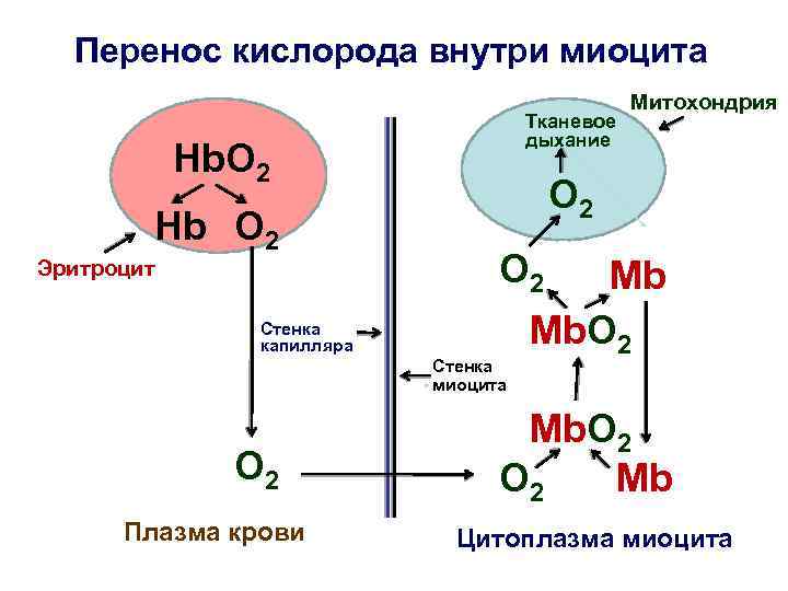 Перенос кислорода внутри миоцита Тканевое дыхание Hb. O 2 Hb O 2 Эритроцит O