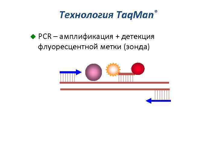 Технология Taq. Man® u PCR – амплификация + детекция флуоресцентной метки (зонда) 