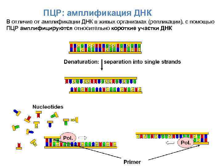 ПЦР: амплификация ДНК В отличие от амплификации ДНК в живых организмах (репликации), с помощью