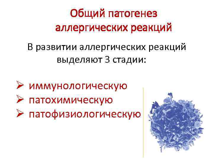 Общий патогенез аллергических реакций В развитии аллергических реакций выделяют 3 стадии: Ø иммунологическую Ø