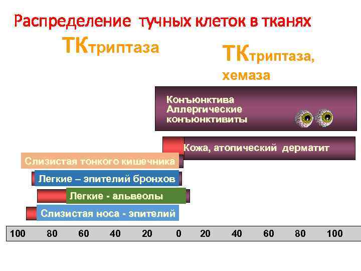 Распределение тучных клеток в тканях ТКтриптаза, хемаза Конъюнктива Аллергические конъюнктивиты Кожа, атопический дерматит Слизистая