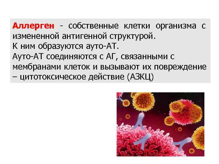 Аллерген - собственные клетки организма с измененной антигенной структурой. К ним образуются ауто-АТ. Ауто-АТ