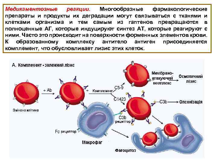 Медикаментозные реакции. Многообразные фармакологические препараты и продукты их деградации могут связываться с тканями и